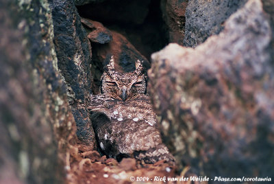 Greyish Eagle-OwlBubo cinerarescens