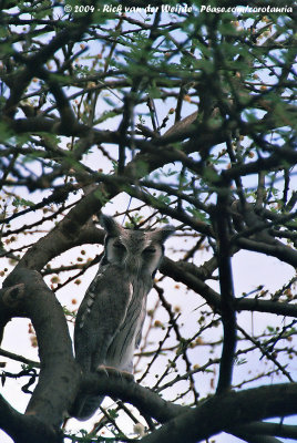 Northern White-Faced OwlPtilopsis leucotis