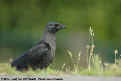 Western JackdawColoeus monedula spermelogus