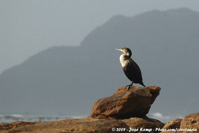 White-Breasted Cormorant<br><i>Phalacrocorax lucidus</i>