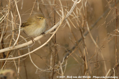 Common ChiffchaffPhylloscopus collybita collybita