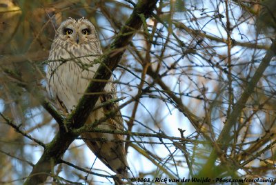 Short-Eared Owl  (Velduil)
