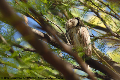 Southern White-Faced Scops-Owl  (Zuidelijke Witwangdwergooruil)