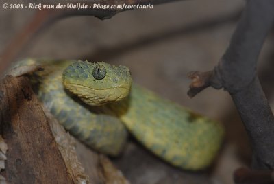 Groene Bosadder / Green Bush Viper