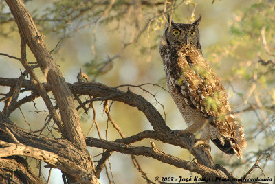 Spotted Eagle-Owl  (Afrikaanse Oehoe)