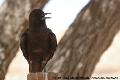 Kaapse Roek / Cape Crow
