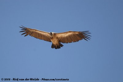 African White-Backed Vulture  (Witruggier)
