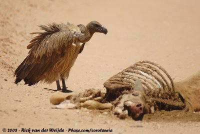 Witruggier / African White-Backed Vulture