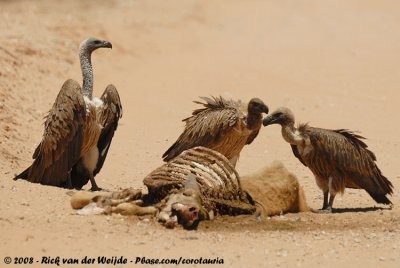 Witruggier / African White-Backed Vulture