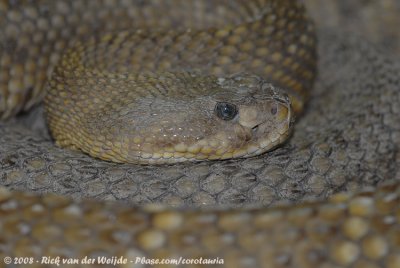 Basiliekratelslang / Mexican West-Coast Rattlesnake