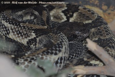 Bosratelslang / Timber Rattlesnake