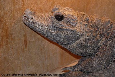 Breedvoorhoofdkrokodil / African Dwarf Crocodile