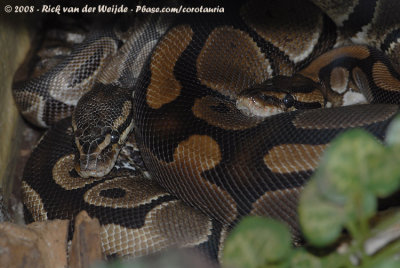 Koningspython / Royal Python