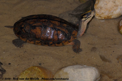 Chinese Three-Striped Box Turtle  (Driestreepdoosschildpad)