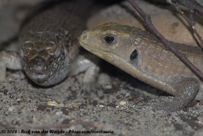 Great Plated Lizard  (Soedanese Schildhagedis)
