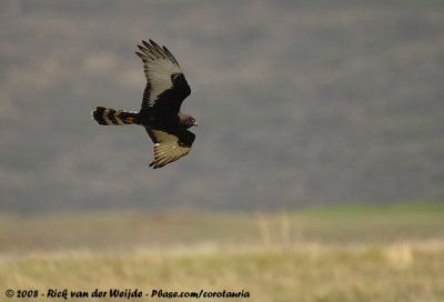 Zwarte Kiekendief / Black Harrier