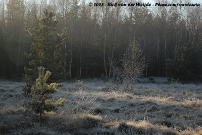 Early morning forest-frost