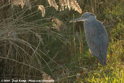 Grey HeronArdea cinerea cinerea