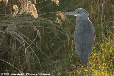 Grey HeronArdea cinerea cinerea