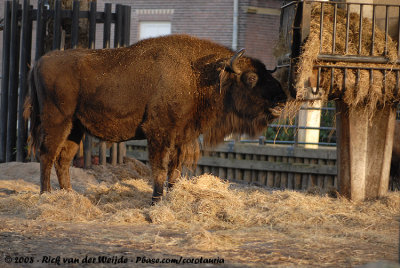 Wisent / European Bison