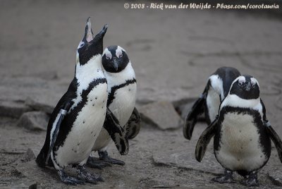 African PenguinSpheniscus demersus