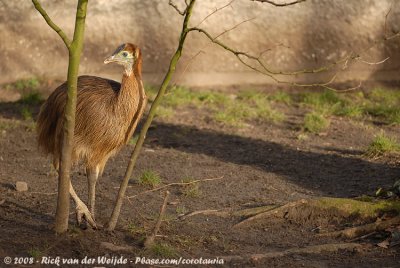 Southern CassowaryCasuarius casuarius