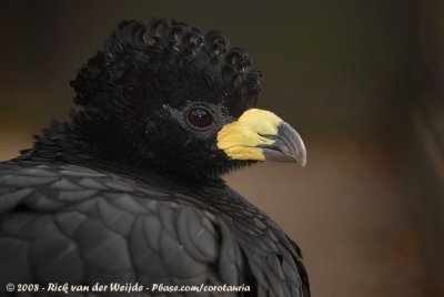 Maskerhokko / Bare-Faced Curassow