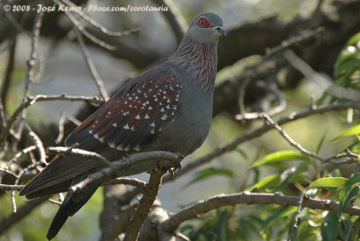 Guineaduif / Speckled Pigeon