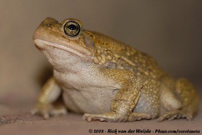 Raucous Toad  (Rangers Pad)