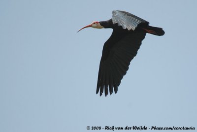 Kaapse Ibis / Southern Bald Ibis