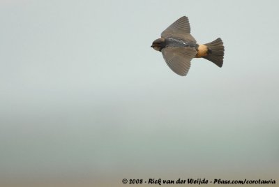 Kaapse Klifzwaluw / South African Cliff-Swallow