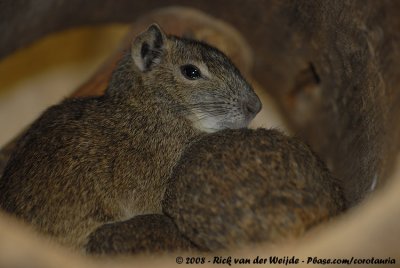 Rotscavia / Rock Cavy