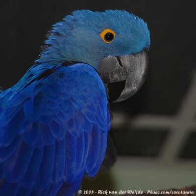 Hyacinthara / Hyacinth Macaw