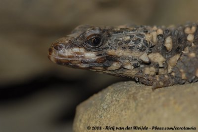Bonte Gordelstaarthagedis / Warren's Girdled Lizard