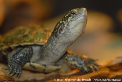 Europese Moerasschildpad / European Pond Terrapin