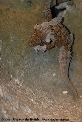 Schijfvinger / Mediterranean House Gecko