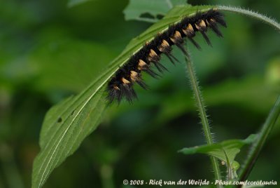 Rups / Caterpillar