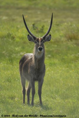 Gewone Waterbok / Common Waterbuck