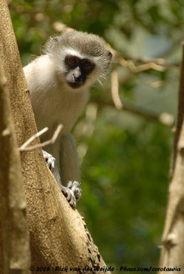Groene Meerkat / Black-Faced Vervet Monkey