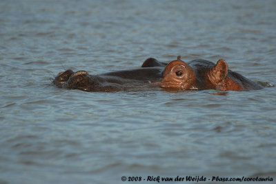 Common Hippopotamus  (Nijlpaard)