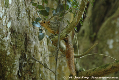Tonga Roodstaarteekhoorn / Tonga Red Squirrel