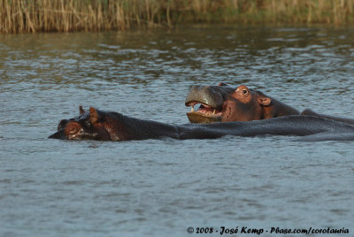 Nijlpaard / Hippopotamus