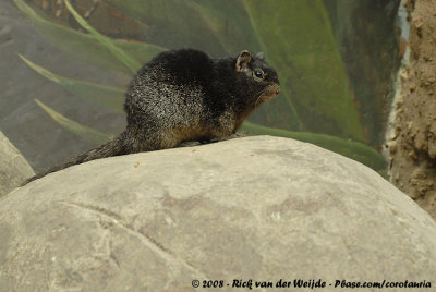 Rotseekhoorn / Variegated Rock Squirrel