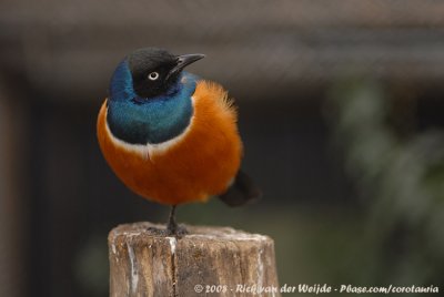 Driekleurglansspreeuw / Superb Starling