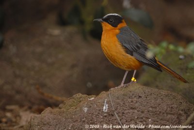 Witkruinlawaaimaker / Snowy-Capped Robin-Chat