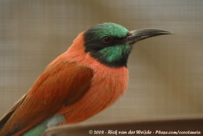 Noordelijke Karmijnrode Bijeneter / Northern Carmine Bee-Eater