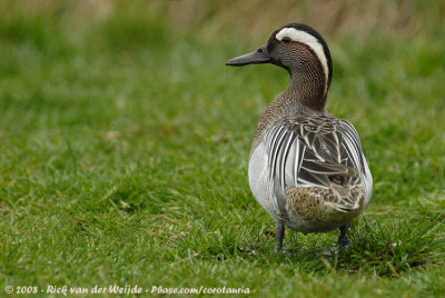 Zomertaling / Garganey