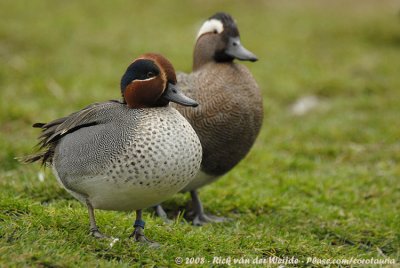 Wintertaling / Common Teal