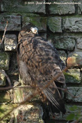 Rough-Legged Buzzard  (Ruigpootbuizerd)