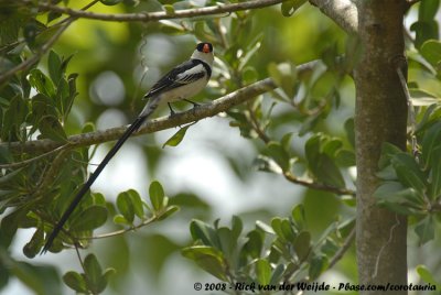 Dominicanerwida / Pin-Tailed Whydah